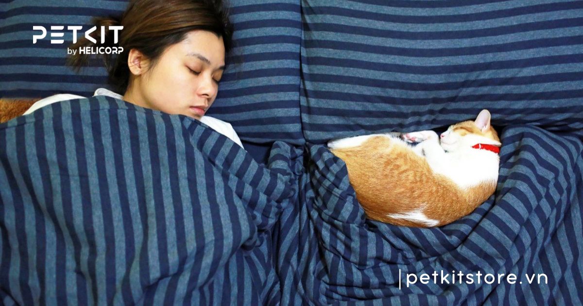 mèo bị giun sán có lây sang người không