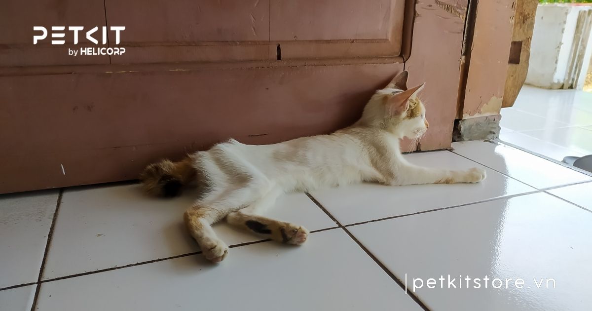 Mèo bị giun sán có nguy hiểm không