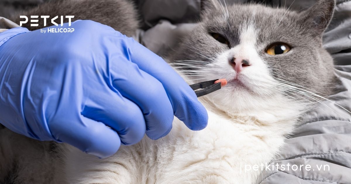 Mèo bị giun sán có nguy hiểm không