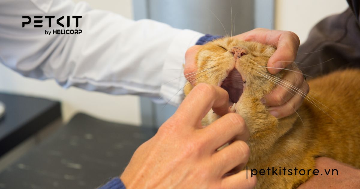 Mèo bị giun sán có nguy hiểm không