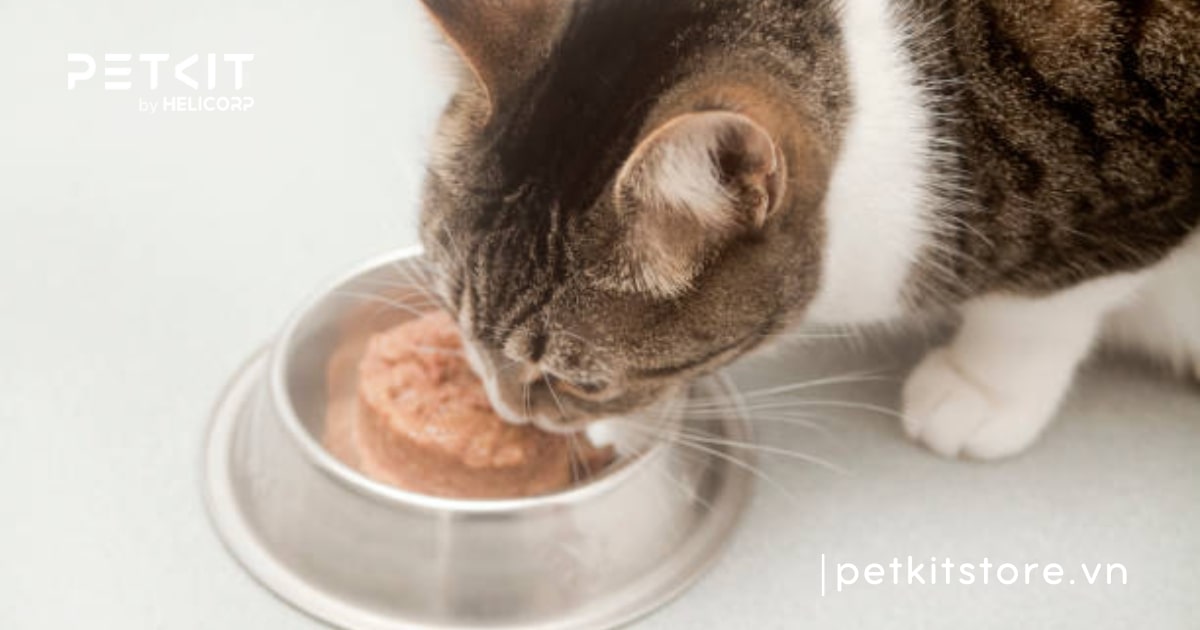 Mèo bị giun sán phải làm sao