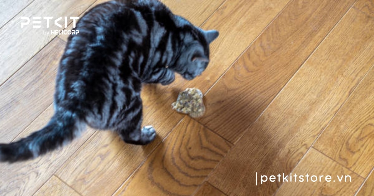 Mèo bị giun sán phải làm sao