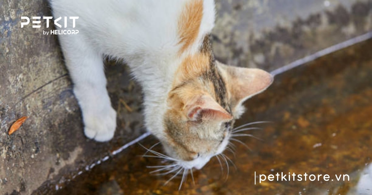 Mèo bị giun sán phải làm sao