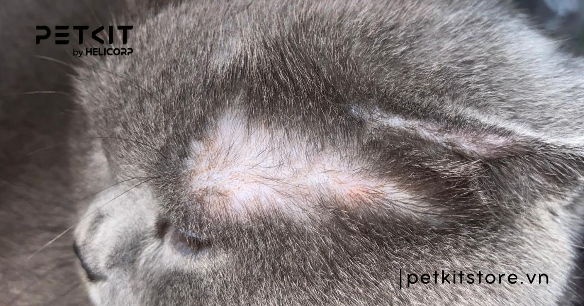mèo bị nấm có nên cạo lông - Petkit