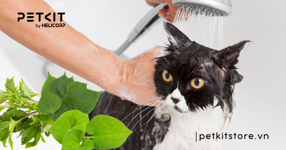 mèo bị nấm có nên cạo lông - Petkit