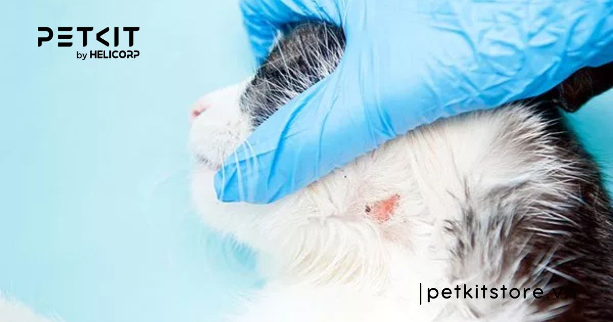 mèo bị nấm có nên tắm không