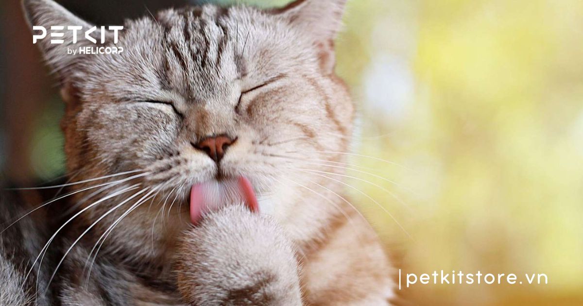 mèo bị nấm có nên tắm không