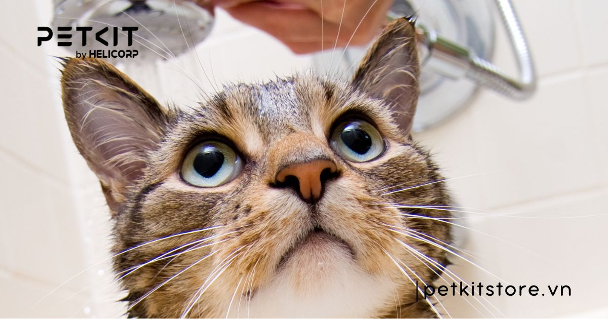 mèo bị nấm có nên tắm không