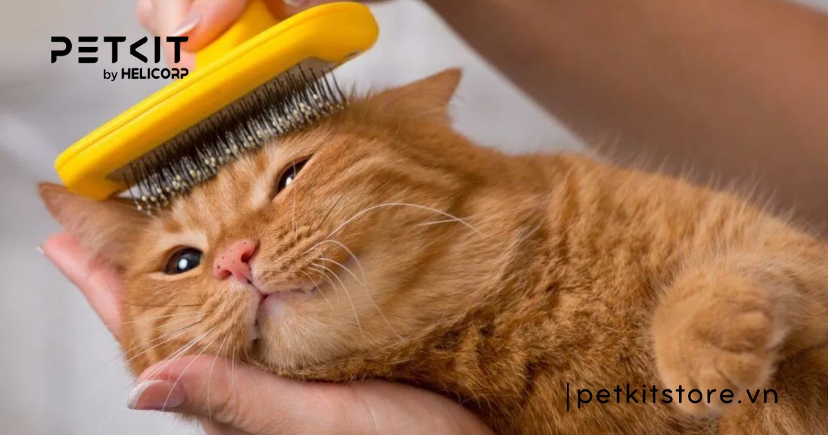 mèo bị nấm có nên tắm không