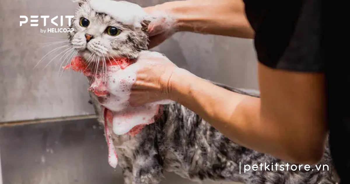 mèo bị nấm có nên tắm không