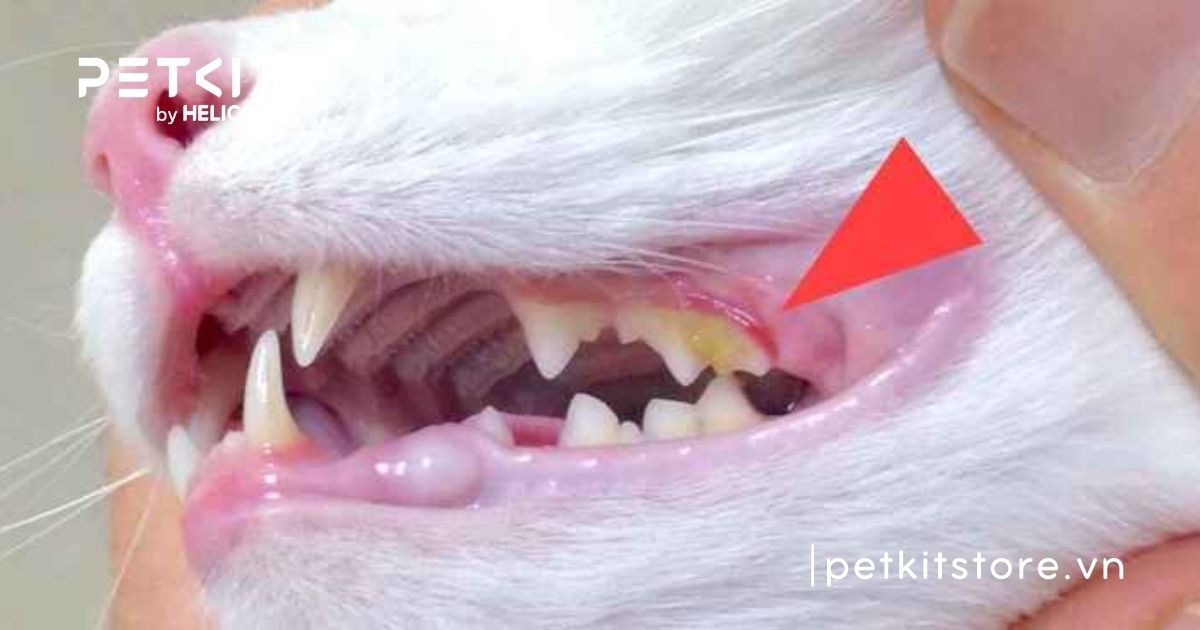 Mèo bị nấm miệng