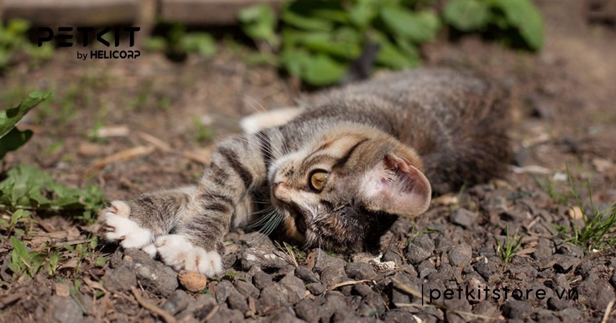 Mèo bị nấm miệng