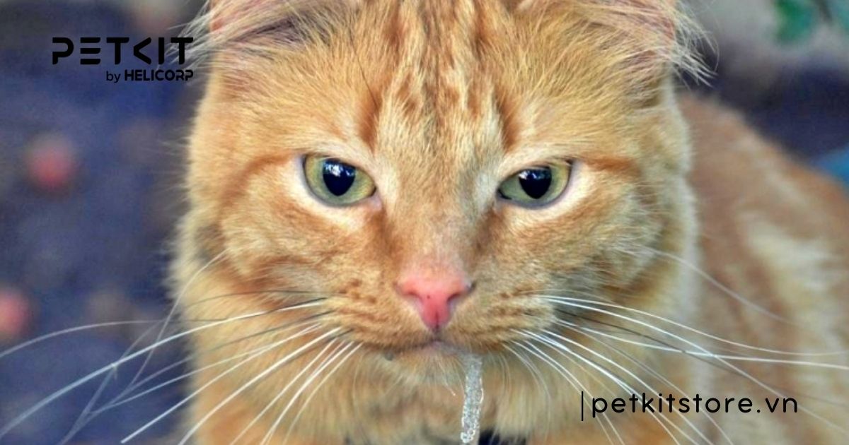 Mèo bị nấm miệng