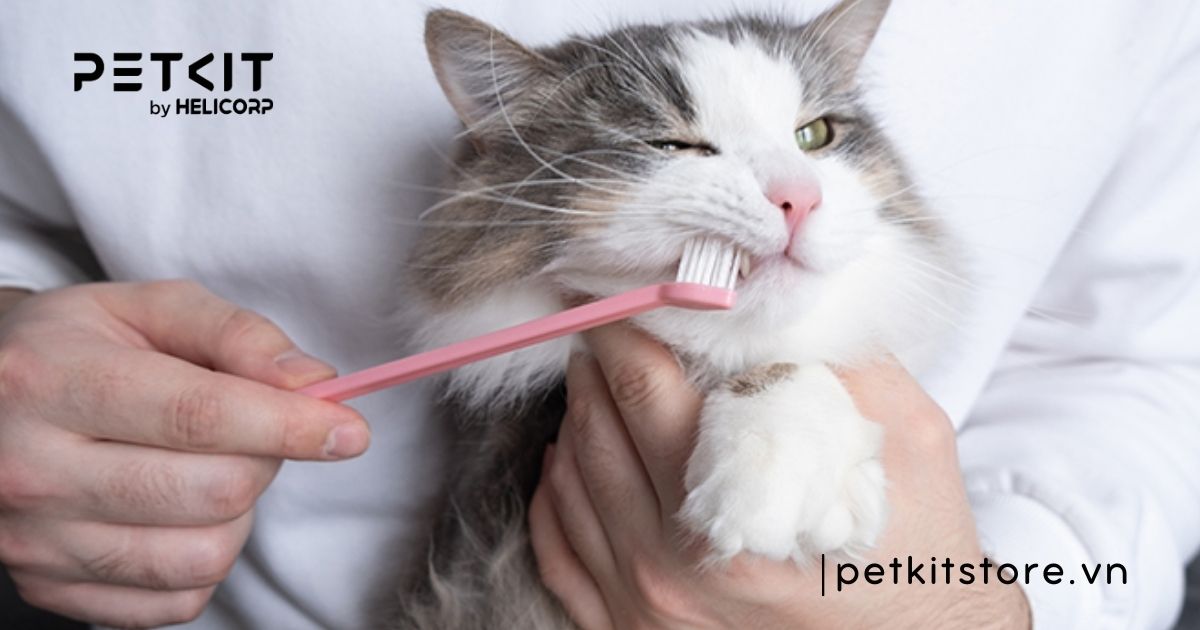 Mèo bị nấm miệng