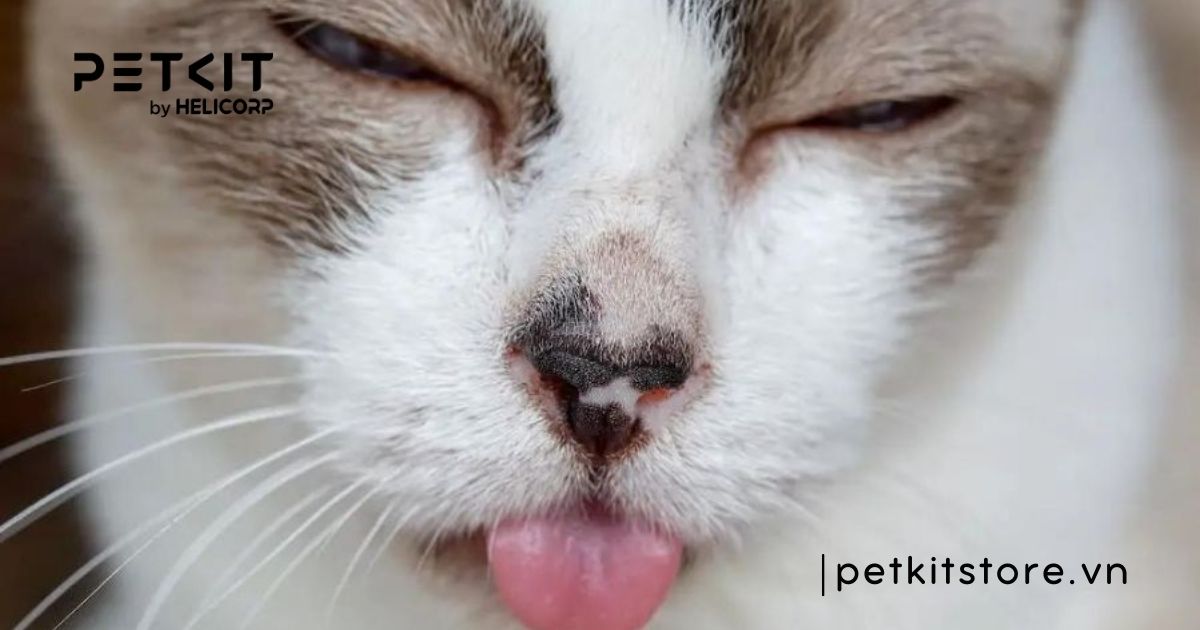 Mèo bị nấm miệng