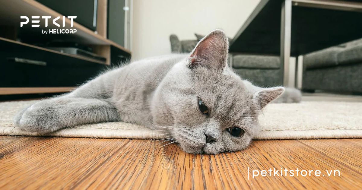 mèo bị nấm nên ăn gì