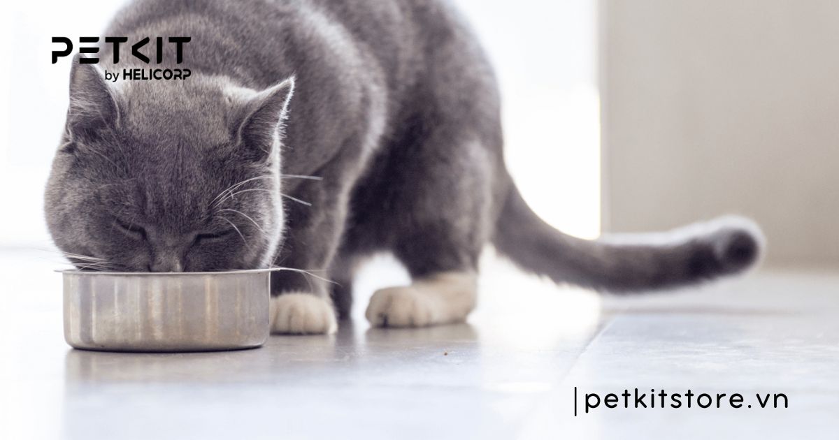 mèo bị nấm nên ăn gì