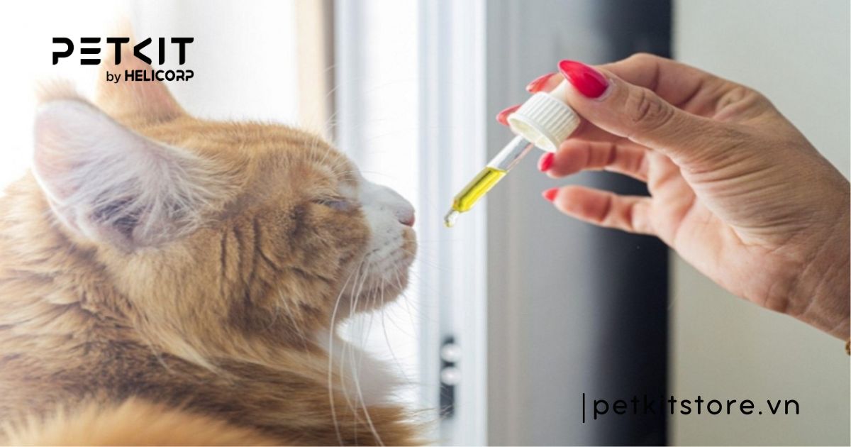 mèo bị nấm nên ăn gì