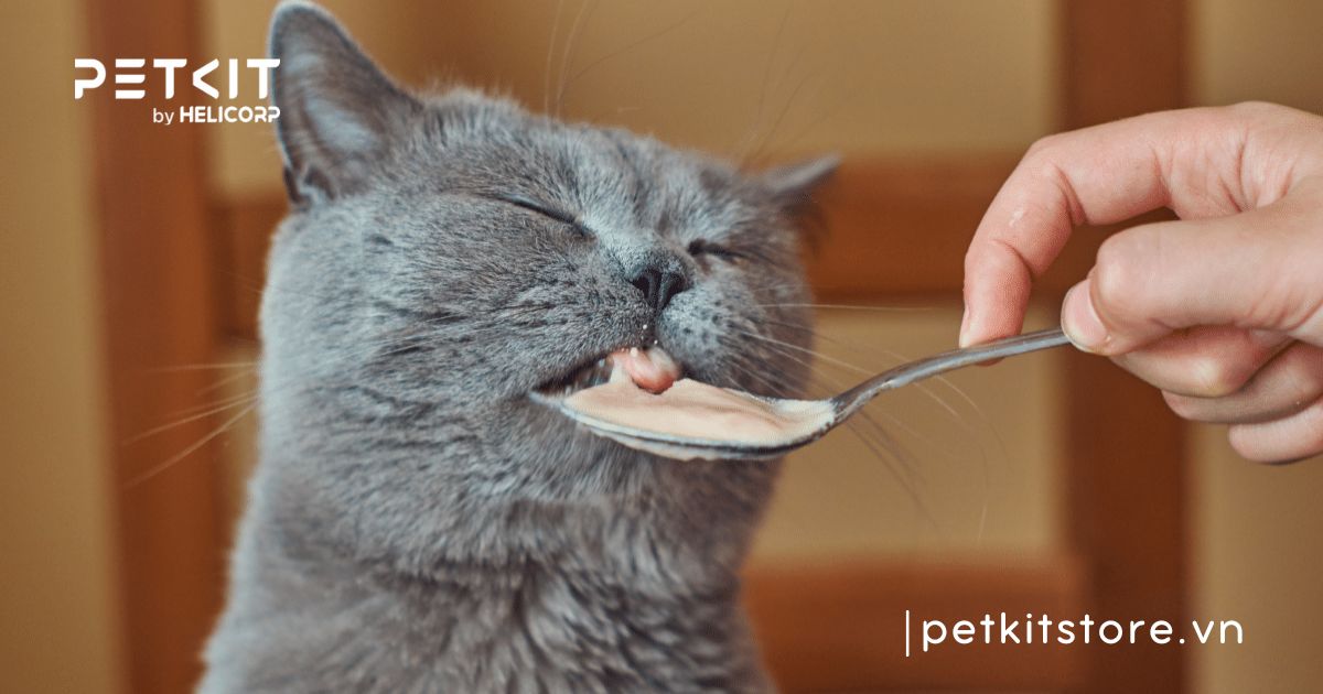 mèo bị nấm nên ăn gì