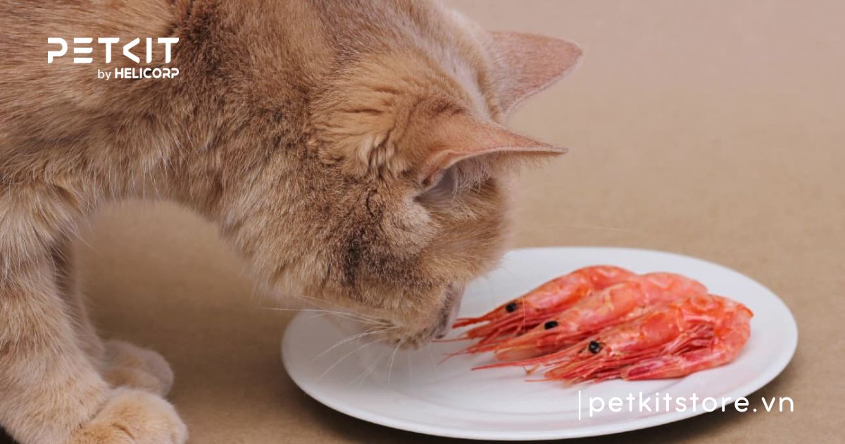 mèo bị nấm nên ăn gì