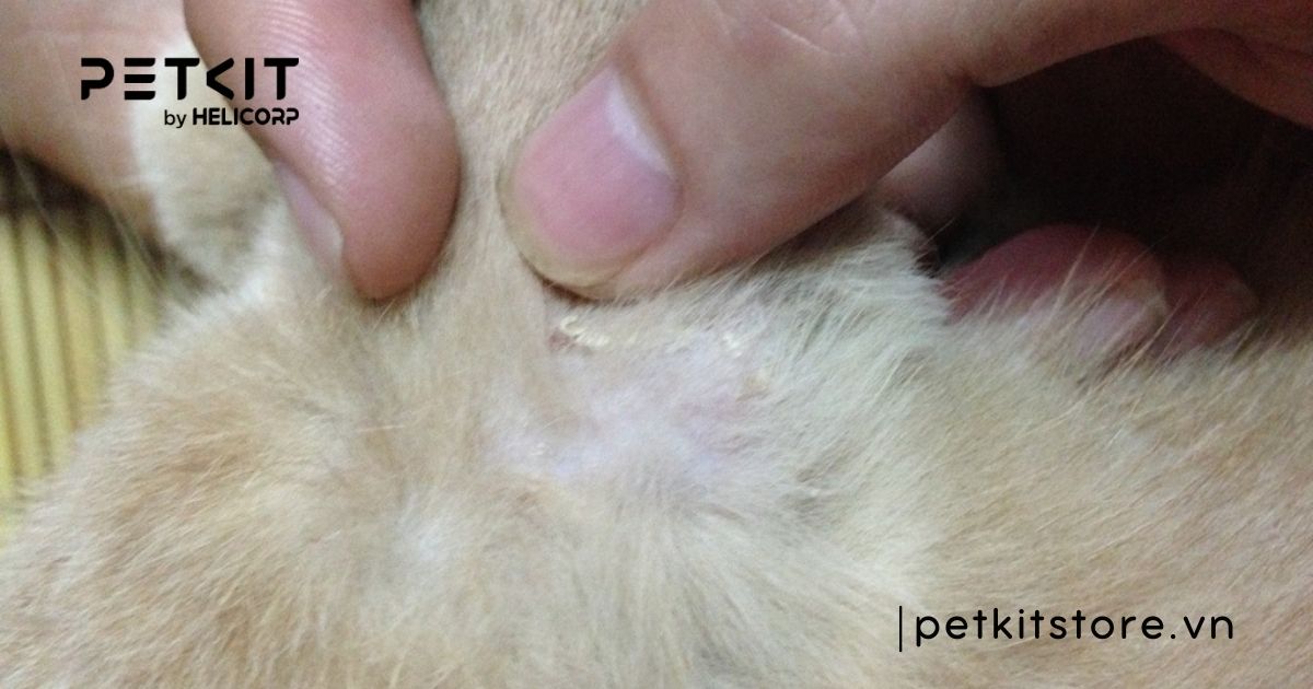 mèo bị nấm tắm lá gì