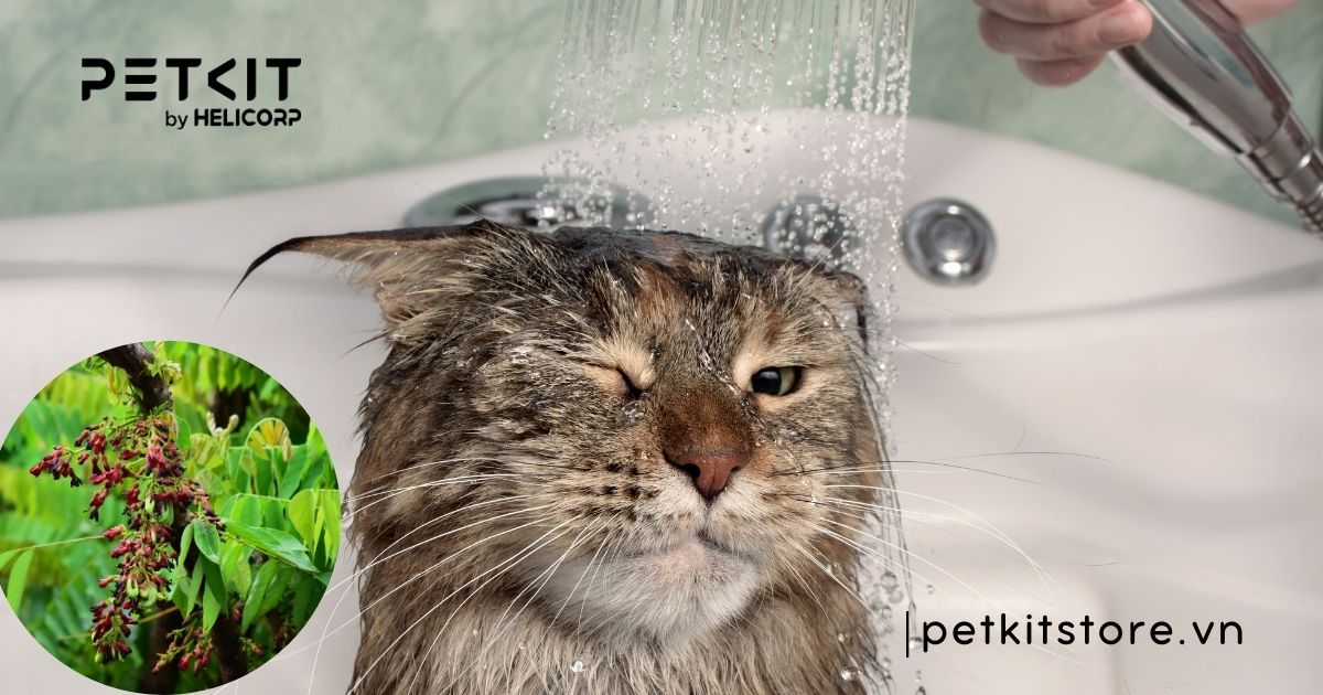 mèo bị nấm tắm lá gì