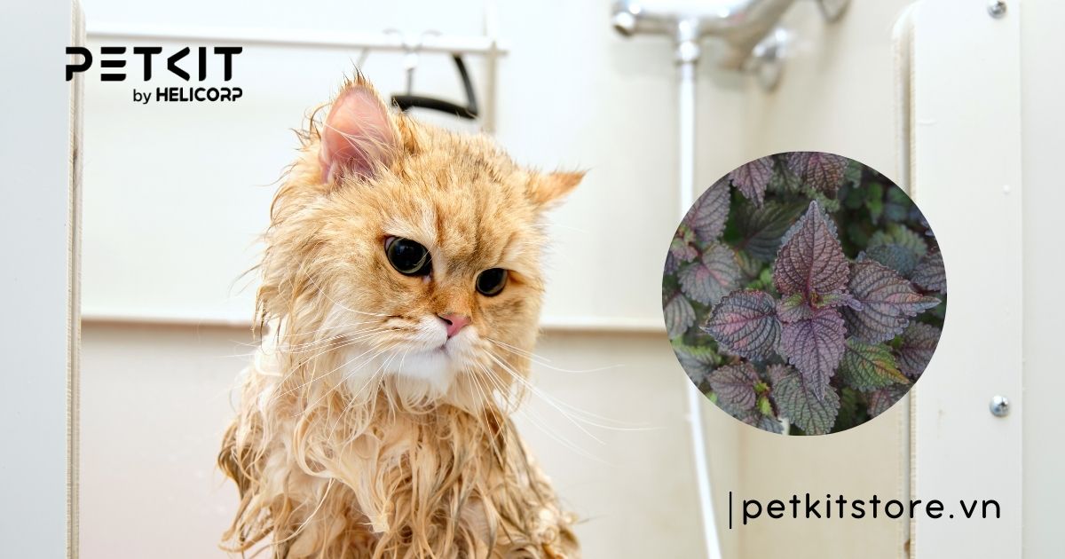 mèo bị nấm tắm lá gì