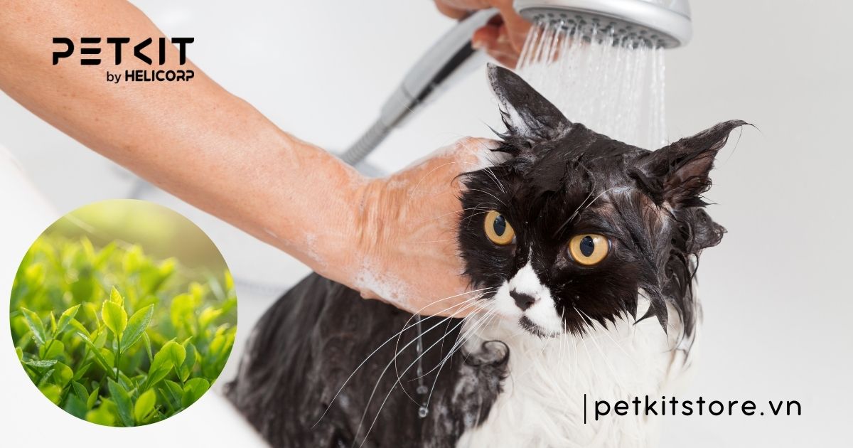 mèo bị nấm tắm lá gì