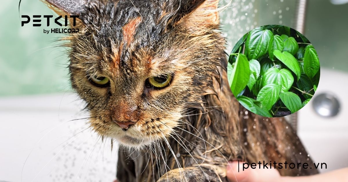 mèo bị nấm tắm lá gì