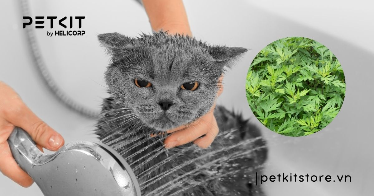 mèo bị nấm tắm lá gì