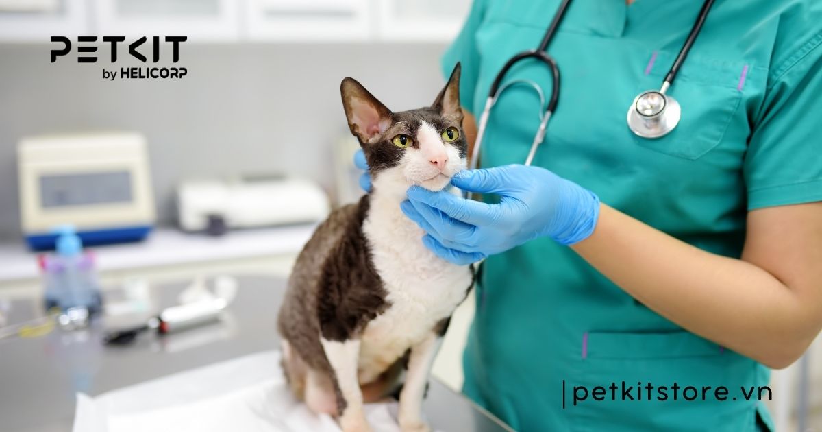 mèo bị nấm tắm lá gì