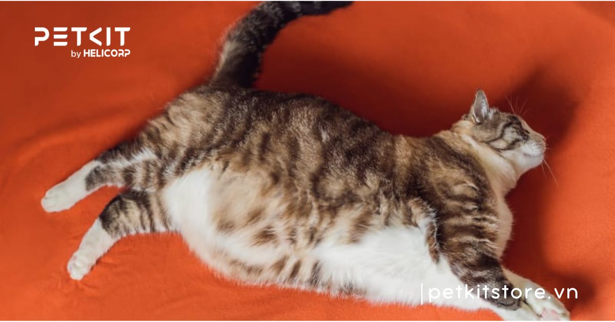 Mèo bị rỉ nước tiểu