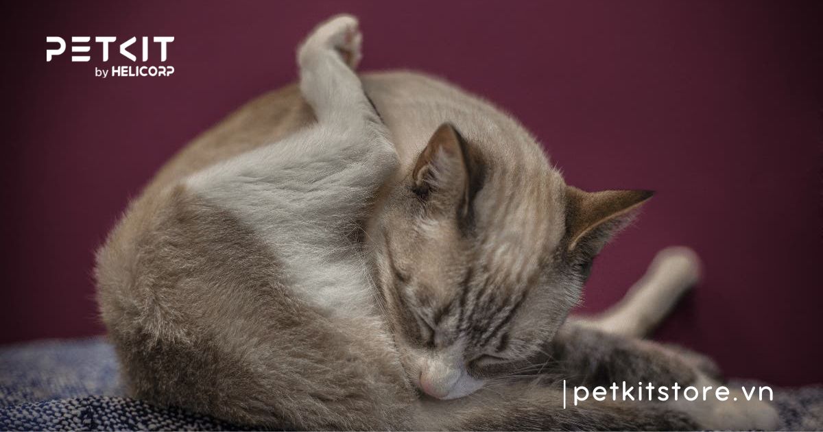 Mèo bị rỉ nước tiểu