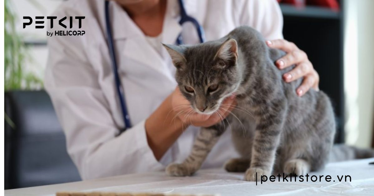 Mèo bị rỉ nước tiểu