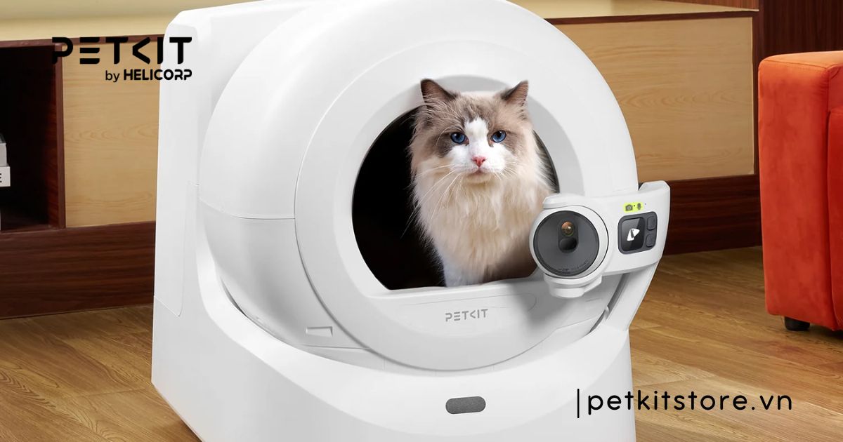 Mèo bị rỉ nước tiểu