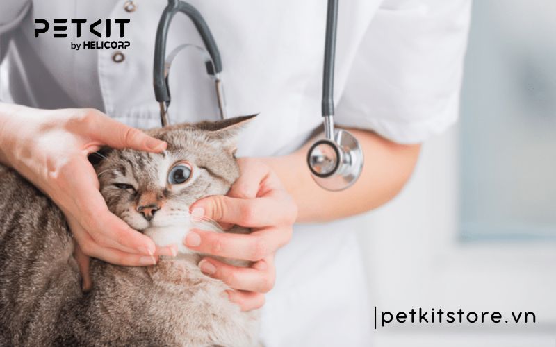 Mèo bị rối loạn giác mạc - các bệnh thường gặp ở mèo