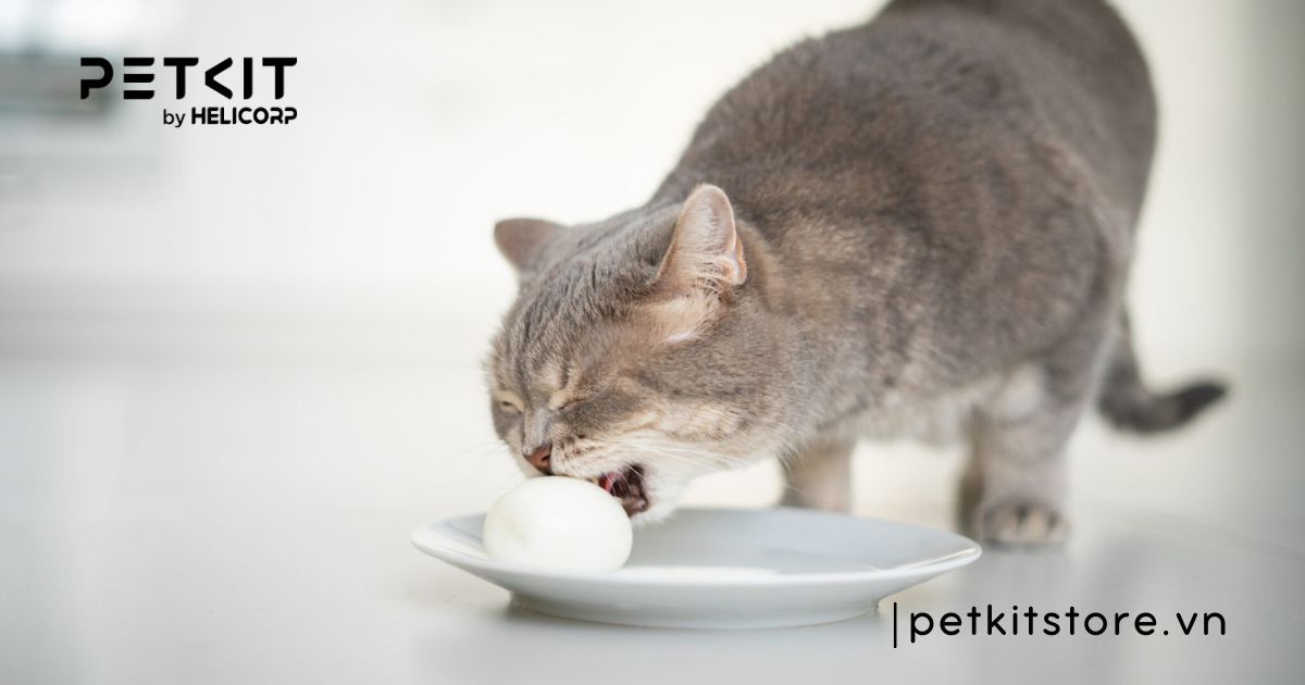 Mèo bị rụng lông