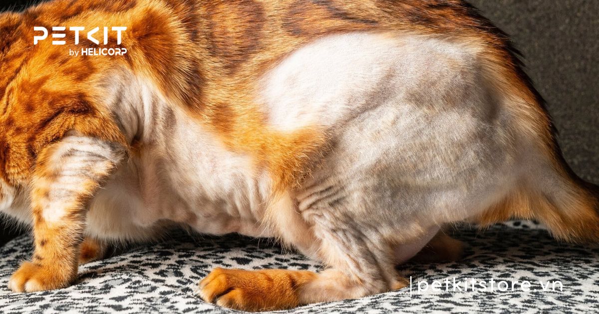 Mèo bị rụng lông