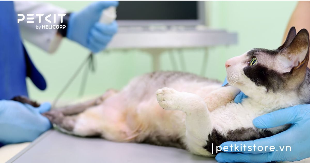 Mèo bị rụng lông