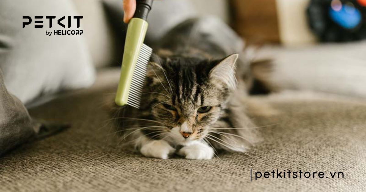 Mèo bị rụng lông