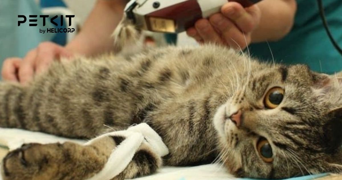 mèo bị sỏi thận