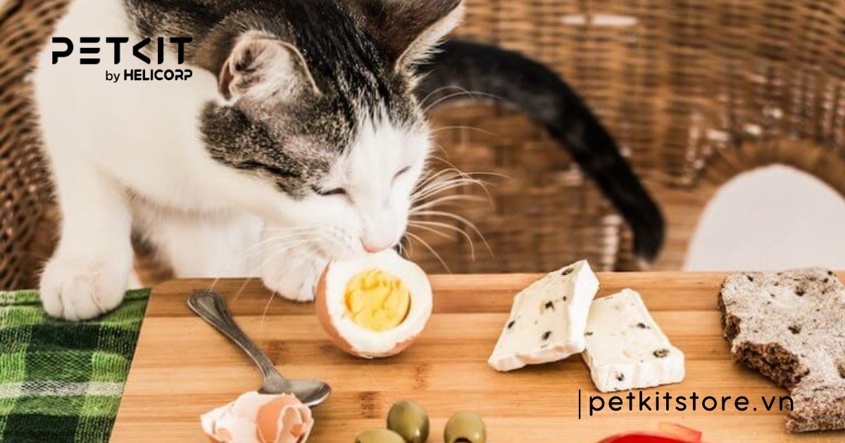 mèo bị sỏi thận