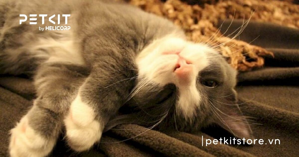 Mèo bị sỏi thận có chữa được không