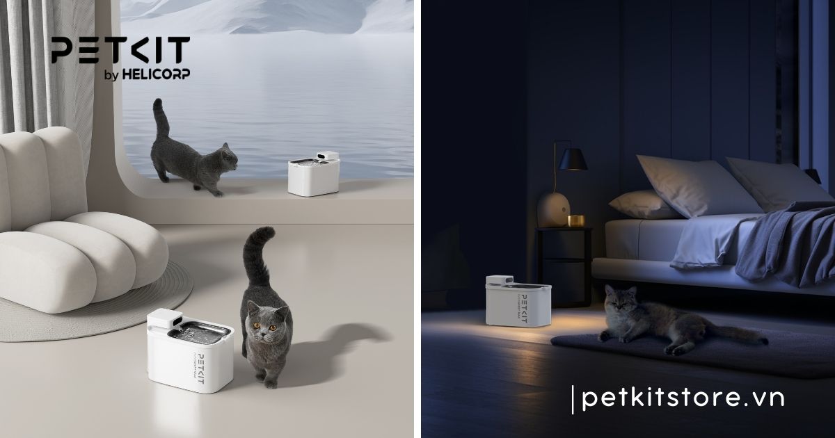 Mèo bị sỏi thận có chữa được không