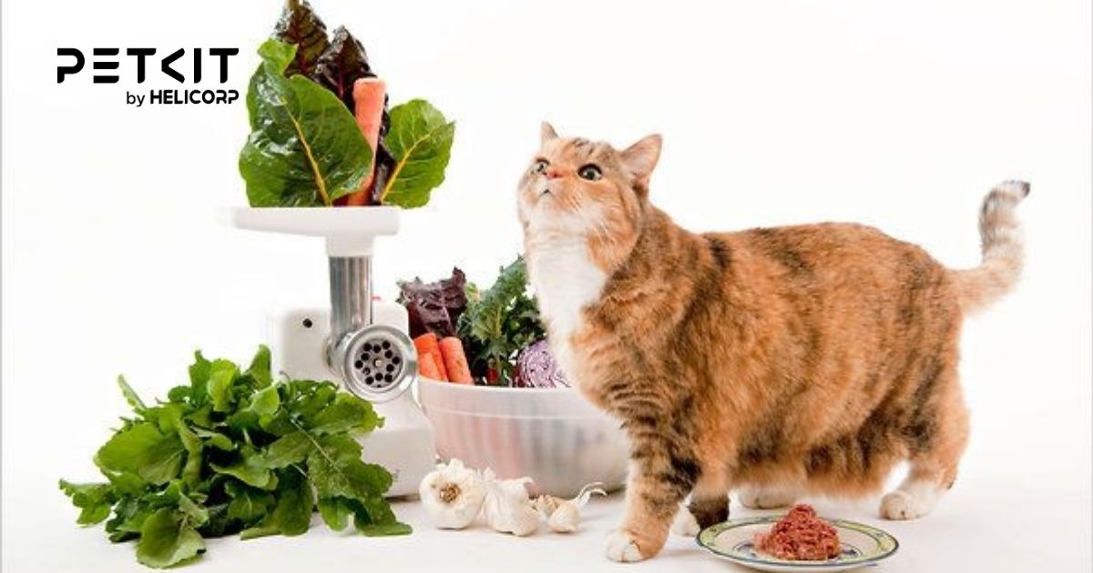 Mèo bị sỏi thận có chữa được không