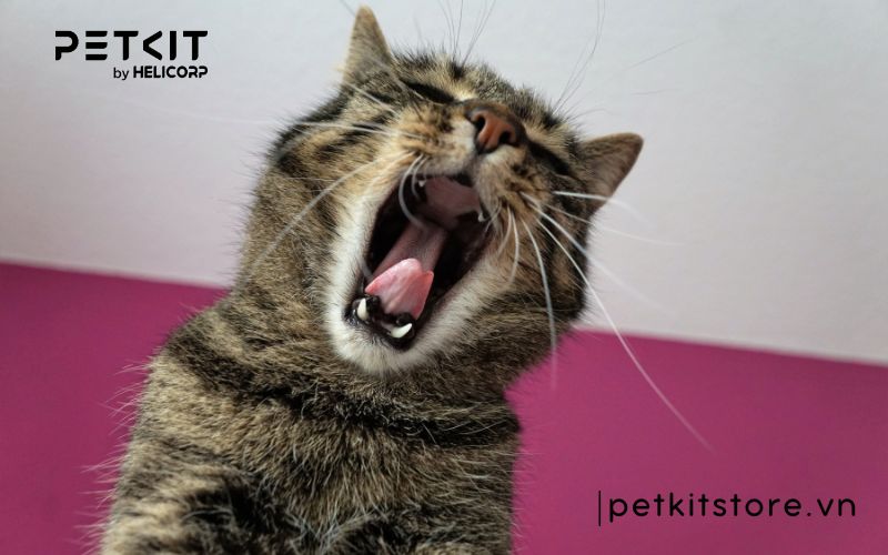 Hít phải lông mèo có sao không