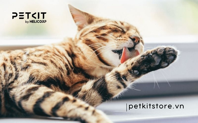 Mèo bị tắc búi lông