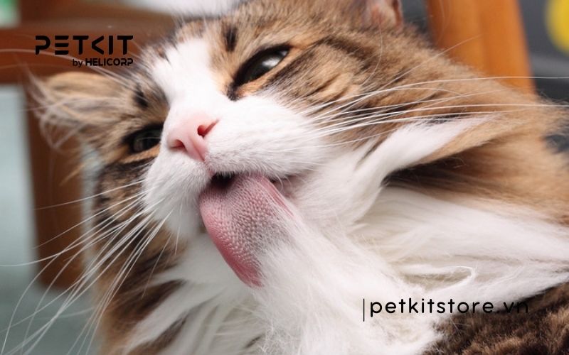 Mèo bị tắc búi lông