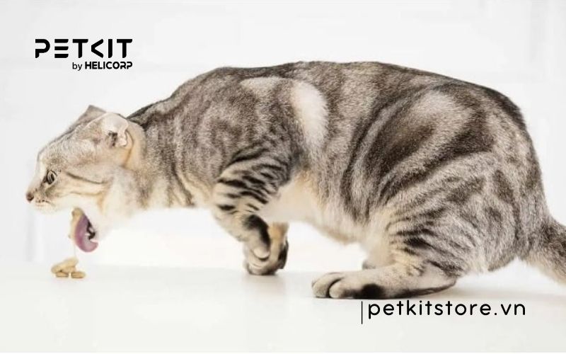 Mèo bị tắc búi lông