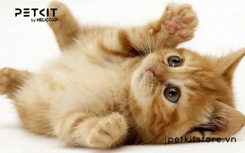 mèo bị tăng động